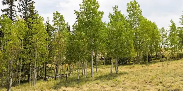 Image 4 Image 4