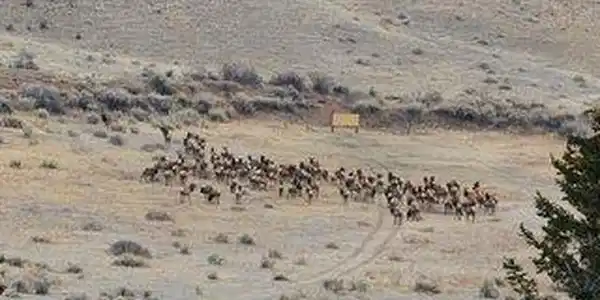 Image 4: Elk herd ironically taking in the shooting range. Northwest section of the property looking to the northeast. Image 4: Elk herd ironically taking in the shooting range. Northwest section of the property looking to the northeast.