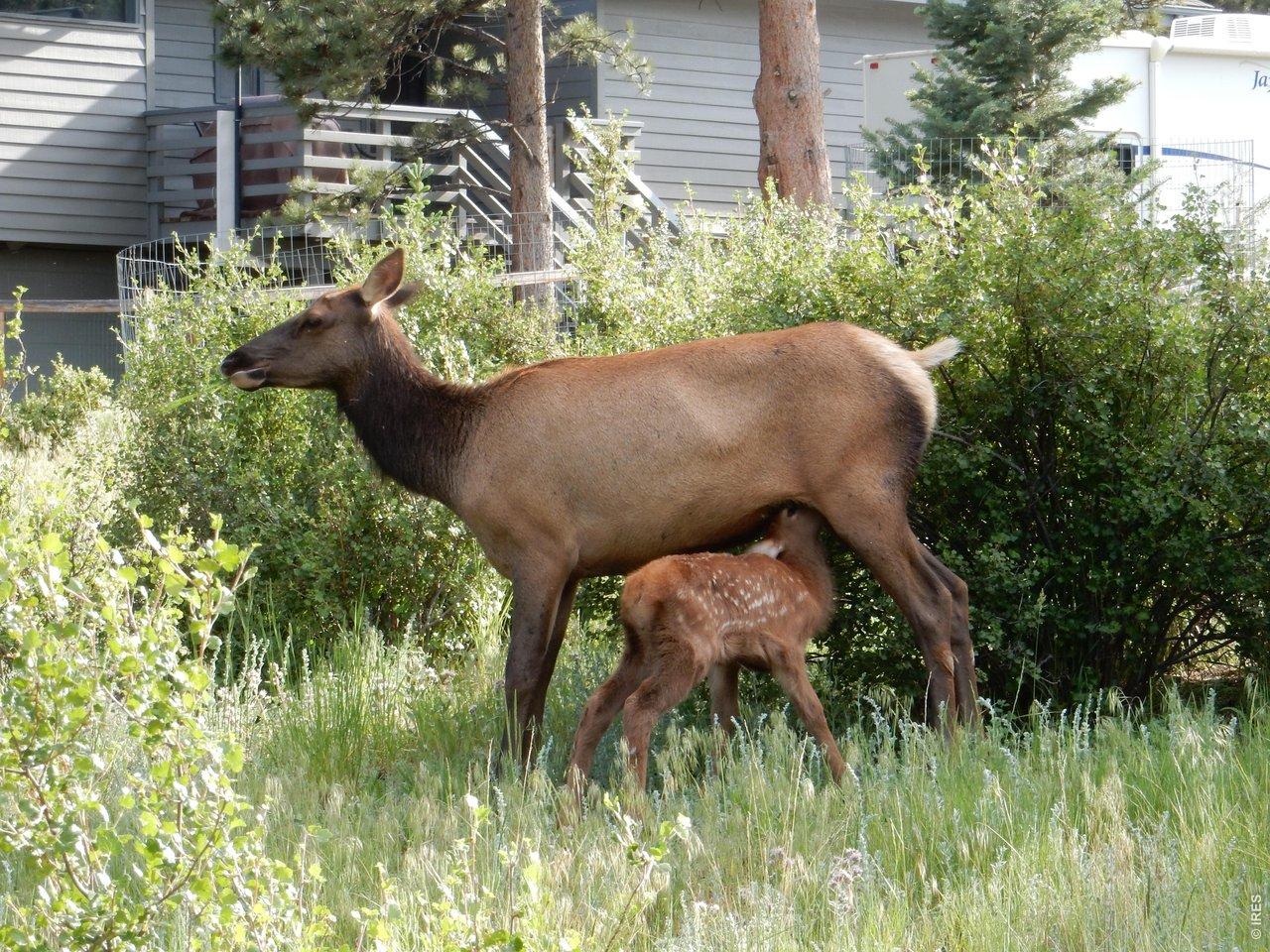 Image 3: Abundant Wildlife! Image 3: Abundant Wildlife!