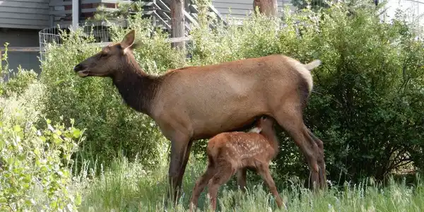 Image 3: Abundant Wildlife! Image 3: Abundant Wildlife!