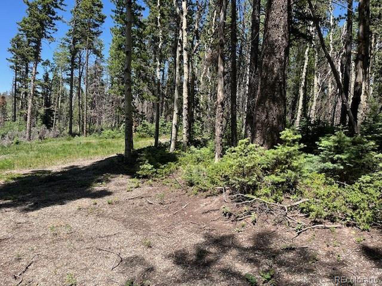 Image 2: Looking out towards the road from the back of the cleared area. Image 2: Looking out towards the road from the back of the cleared area.