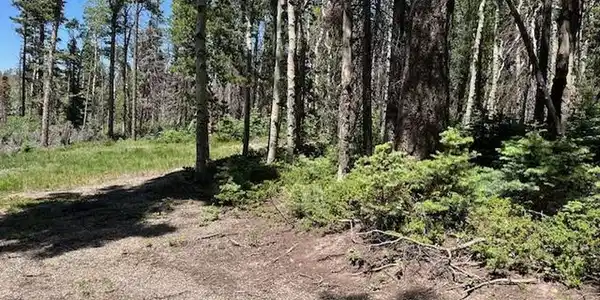 Image 2: Looking out towards the road from the back of the cleared area. Image 2: Looking out towards the road from the back of the cleared area.