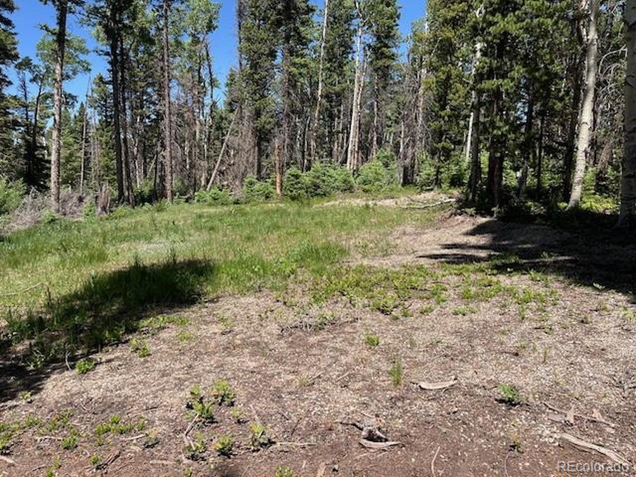 Image 3: NE back corner of cleared area. Image 3: NE back corner of cleared area.