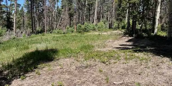 Image 3: NE back corner of cleared area. Image 3: NE back corner of cleared area.
