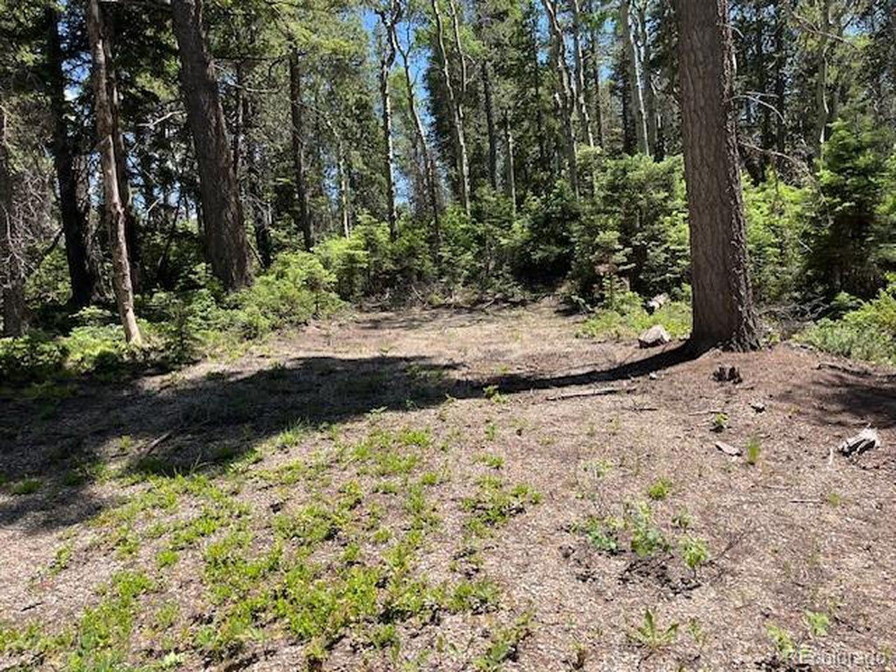 Image 4: Looking towards the back of the cleared area. Image 4: Looking towards the back of the cleared area.