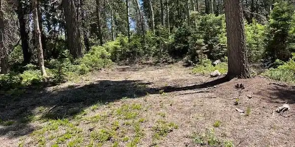 Image 4: Looking towards the back of the cleared area. Image 4: Looking towards the back of the cleared area.