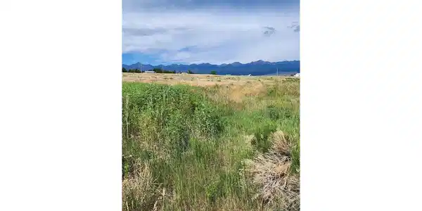Image 4 Image 4