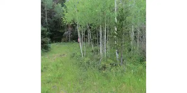 Image 3: Aspen grove northern end of property Image 3: Aspen grove northern end of property