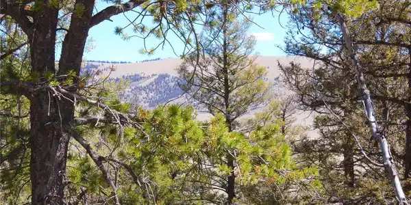 2882 Middle Fork Vis
