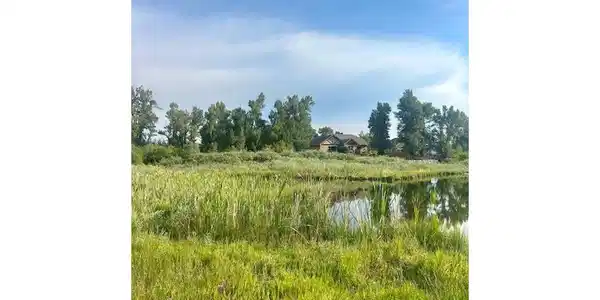 Image 3: Cattails growing along the side of the pond.