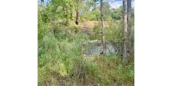 Image 3: Natural vegetation near the river.