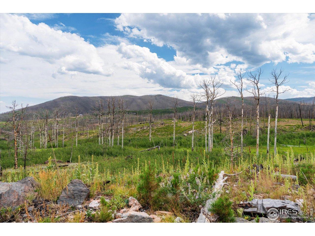 Image 3: The area is awakening with flora and bushes