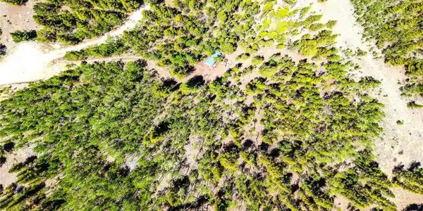 Image 2: Abundance of Towering Pine Trees w/ a Mix of Aspen Trees