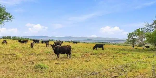Image 3: Cattle Image 3: Cattle