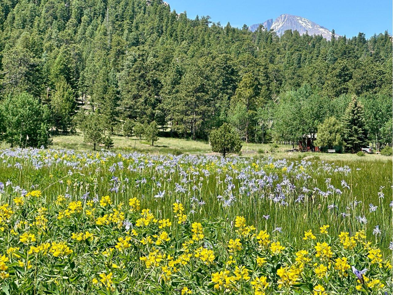 Image 3: Springtime is here and the wildflowers in the meadow, highlight Longs Peak from below Image 3: Springtime is here and the wildflowers in the meadow, highlight Longs Peak from below