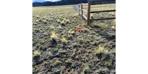 Image 4: Survey pin at the northwest corner of the lot - view west along neighbor's fenced property Image 4: Survey pin at the northwest corner of the lot - view west along neighbor's fenced property