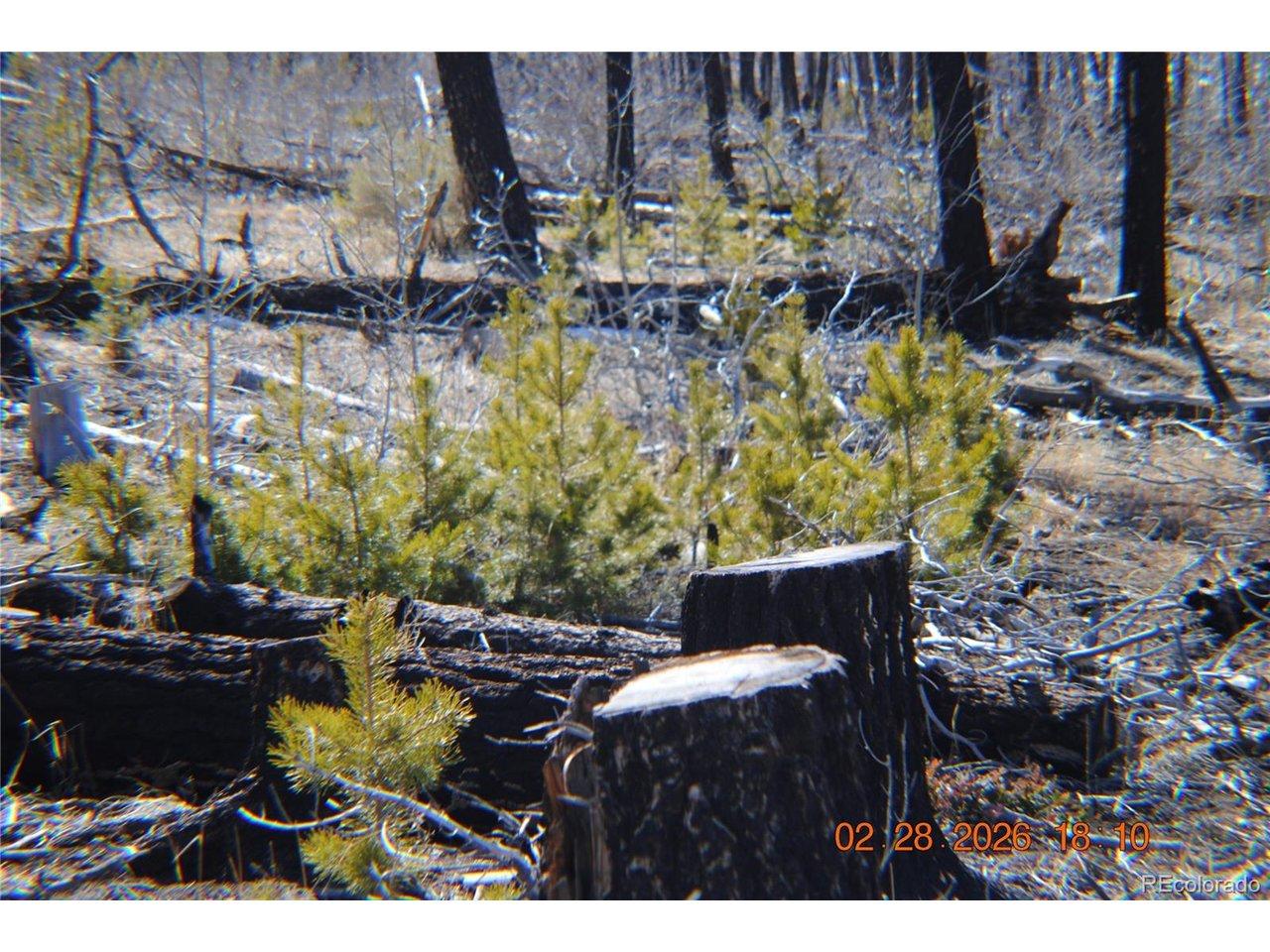 Image 3: NEW GROWTH PINES