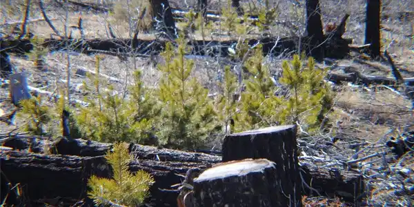 Image 3: NEW GROWTH PINES Image 3: NEW GROWTH PINES