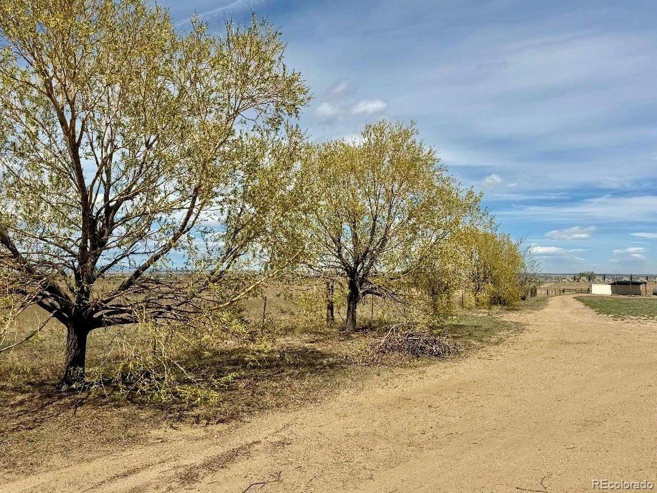 Image 4: Tree lined Drive Image 4: Tree lined Drive