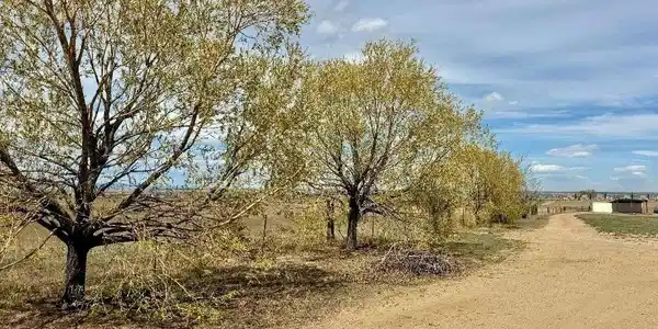 Image 4: Tree lined Drive Image 4: Tree lined Drive