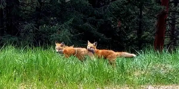 Image 4: Your local fox spotted frequently on the property Image 4: Your local fox spotted frequently on the property