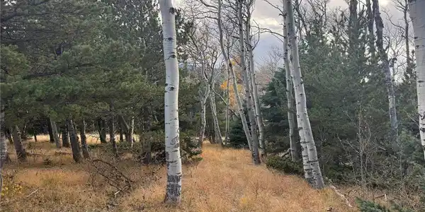 Image 4 Image 4