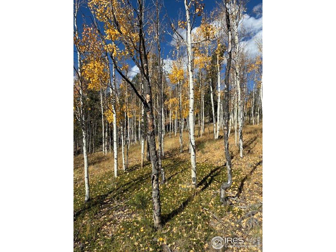 Image 2: Lots of Aspens! Image 2: Lots of Aspens!