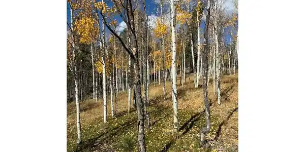 Image 2: Lots of Aspens! Image 2: Lots of Aspens!