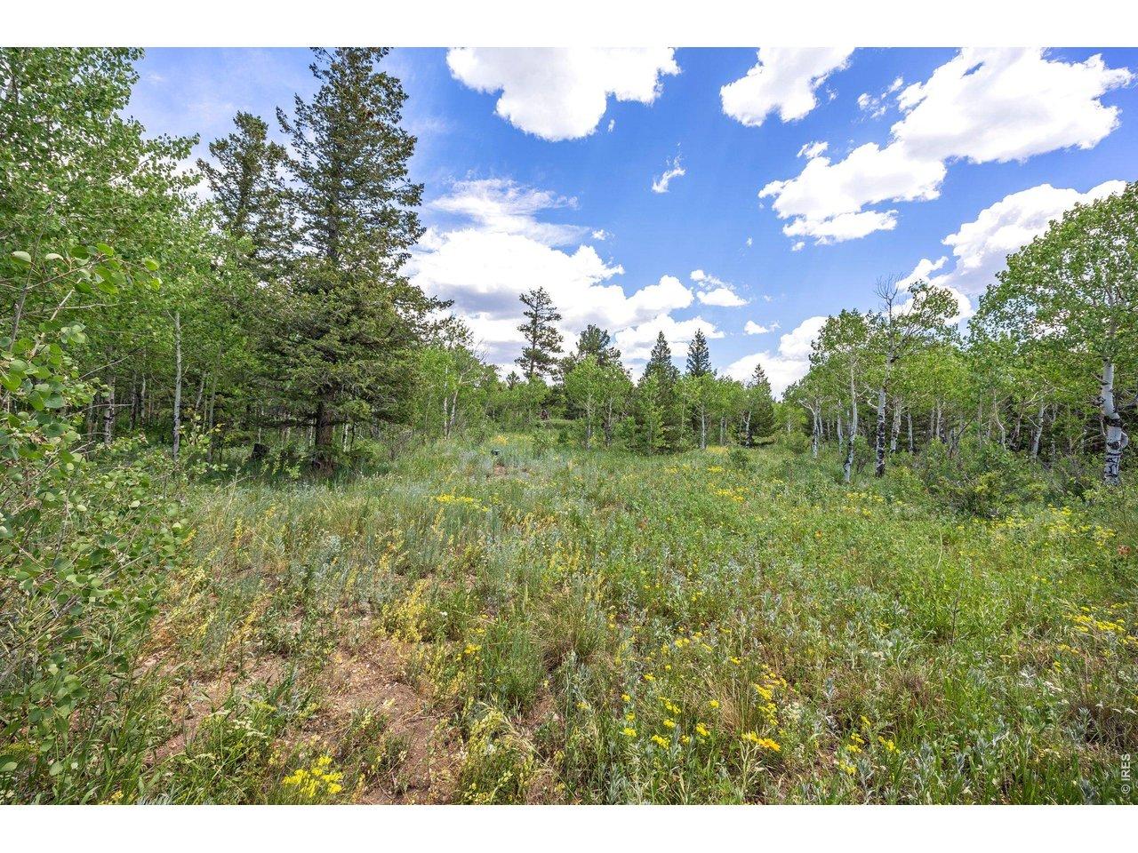 Image 4: View of clearing/potential home location Image 4: View of clearing/potential home location