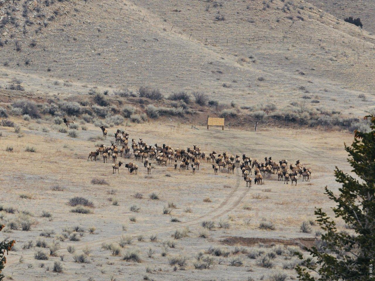 Image 2: Elk herd ironically taking in the shooting range.  Northwest section of the property looking to the northeast.