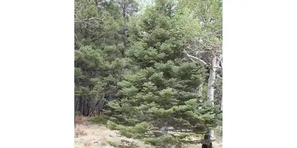 Image 3 Image 3