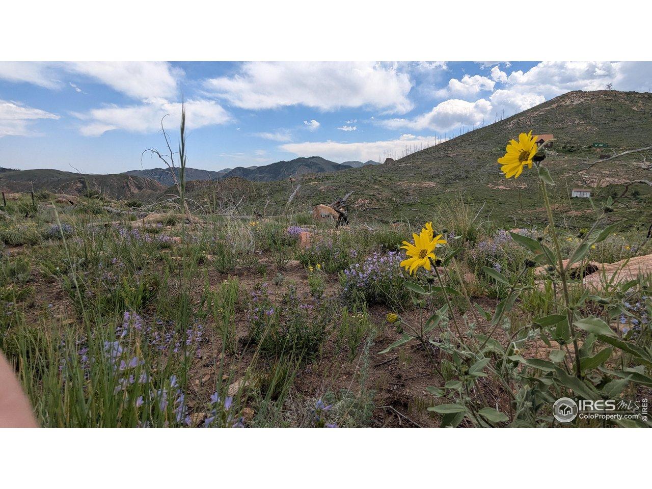 Image 1 Image 1