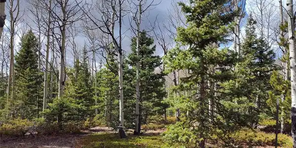 Image 2: Pines and Aspens. Image 2: Pines and Aspens.