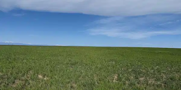 Image 4 Image 4