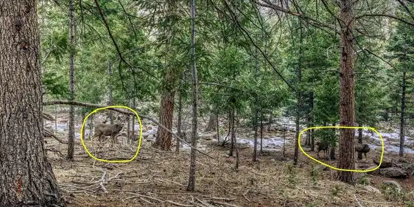 Image 2: plenty of wildlife Image 2: plenty of wildlife