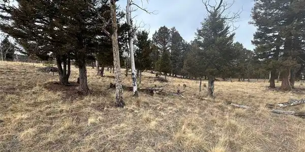 Image 3: Aspen and Pine Trees