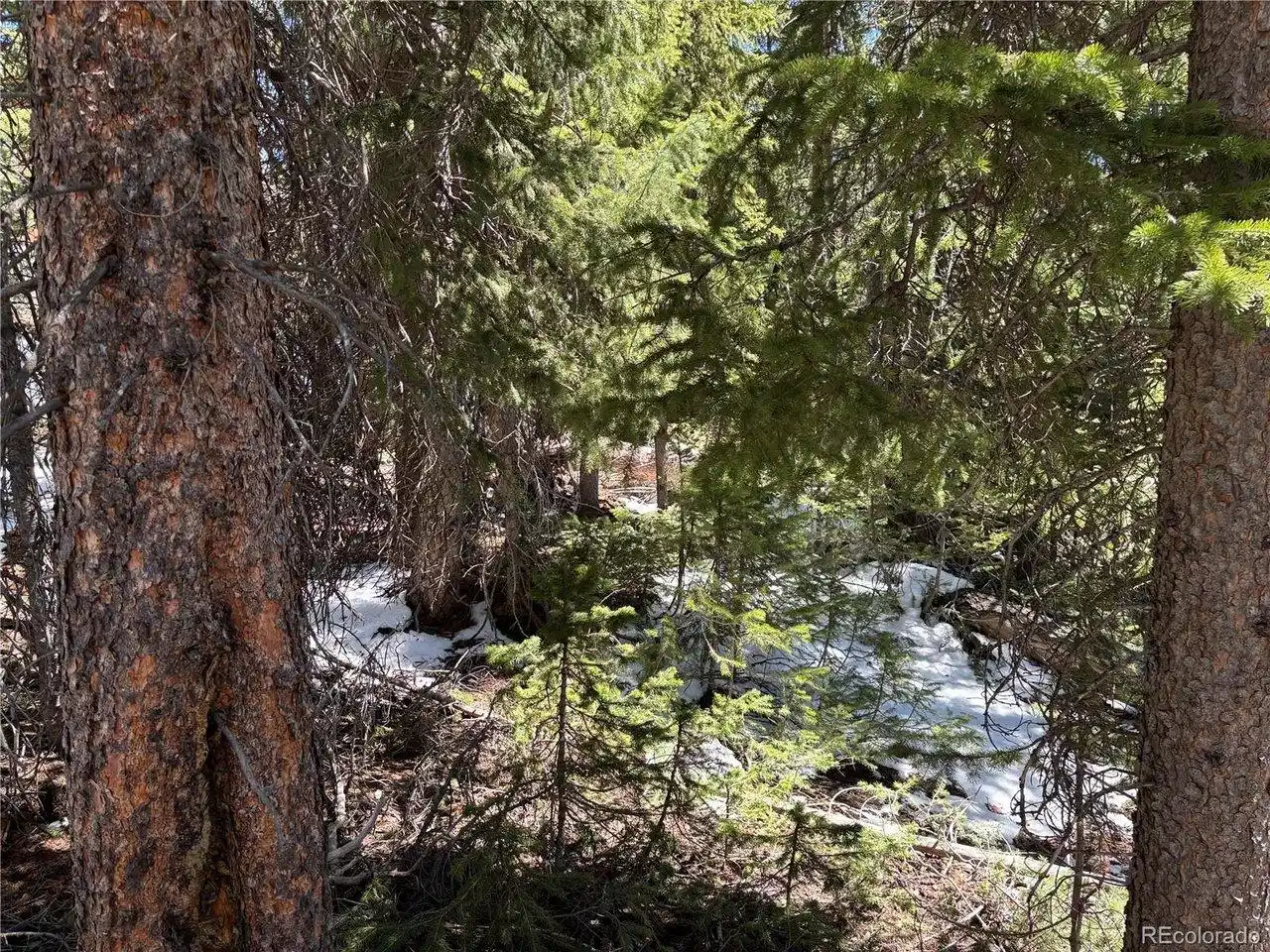 Image 1: Mature evergreen trees with a natural forest floor... Image 1: Mature evergreen trees with a natural forest floor...
