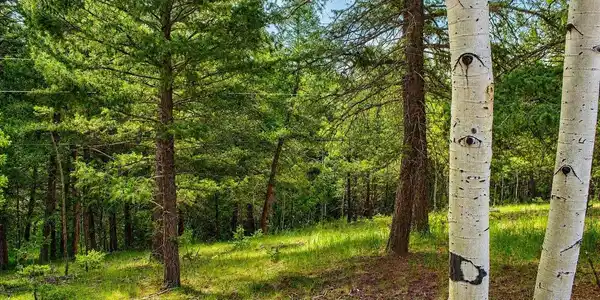123 Ellis Lake Cir