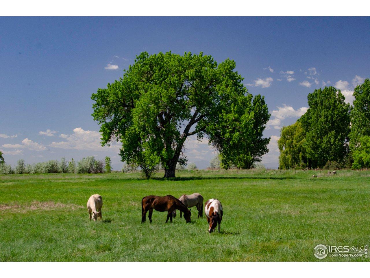 Image 1: Bring your horses...or Alpacas, Goats, Cows! Image 1: Bring your horses...or Alpacas, Goats, Cows!