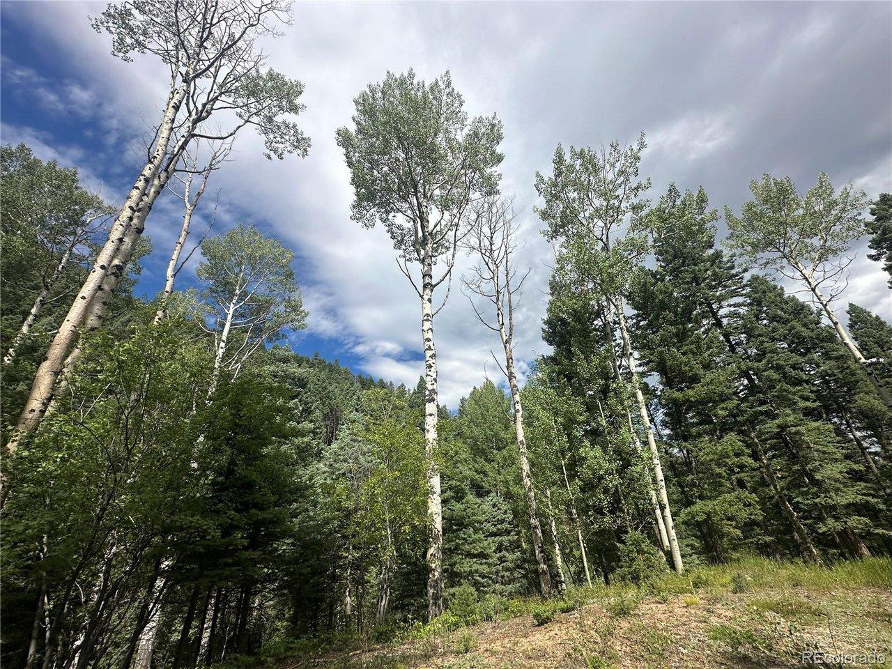 Image 3: Amazing view from the build site looking at the mature aspens and pines! Image 3: Amazing view from the build site looking at the mature aspens and pines!