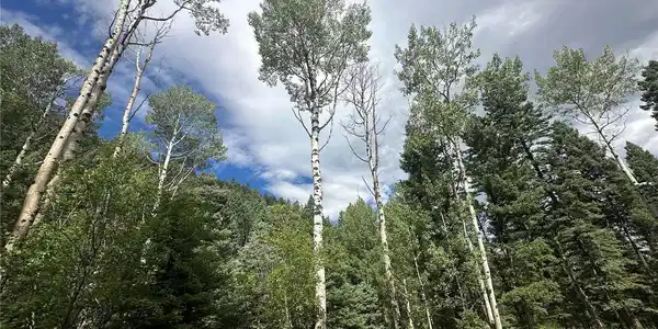 Image 3: Amazing view from the build site looking at the mature aspens and pines! Image 3: Amazing view from the build site looking at the mature aspens and pines!