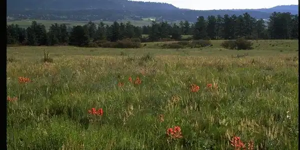 Image 2 Image 2