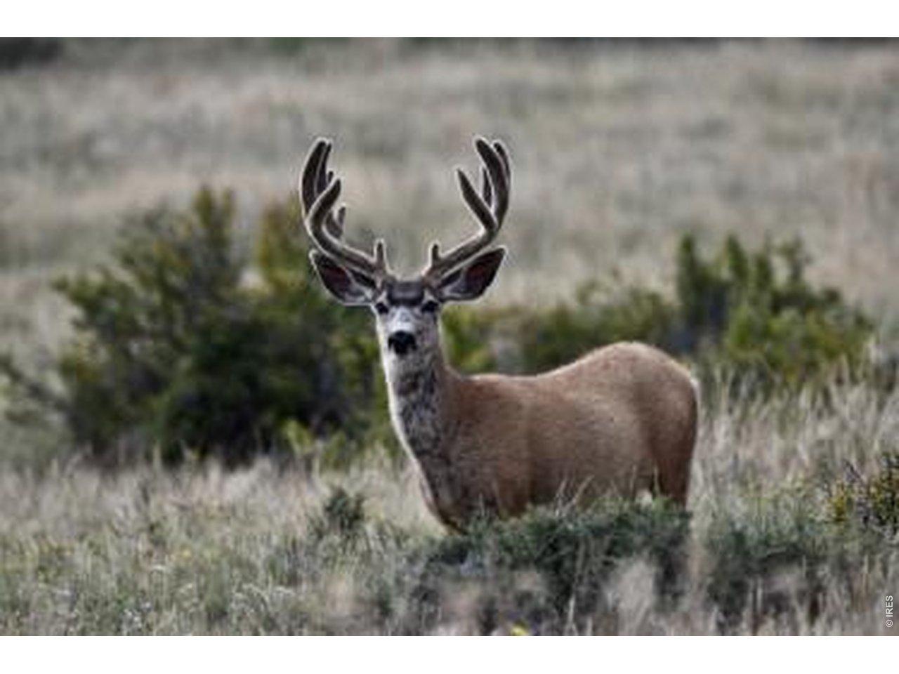 Image 4: Wildlife at your back door Image 4: Wildlife at your back door