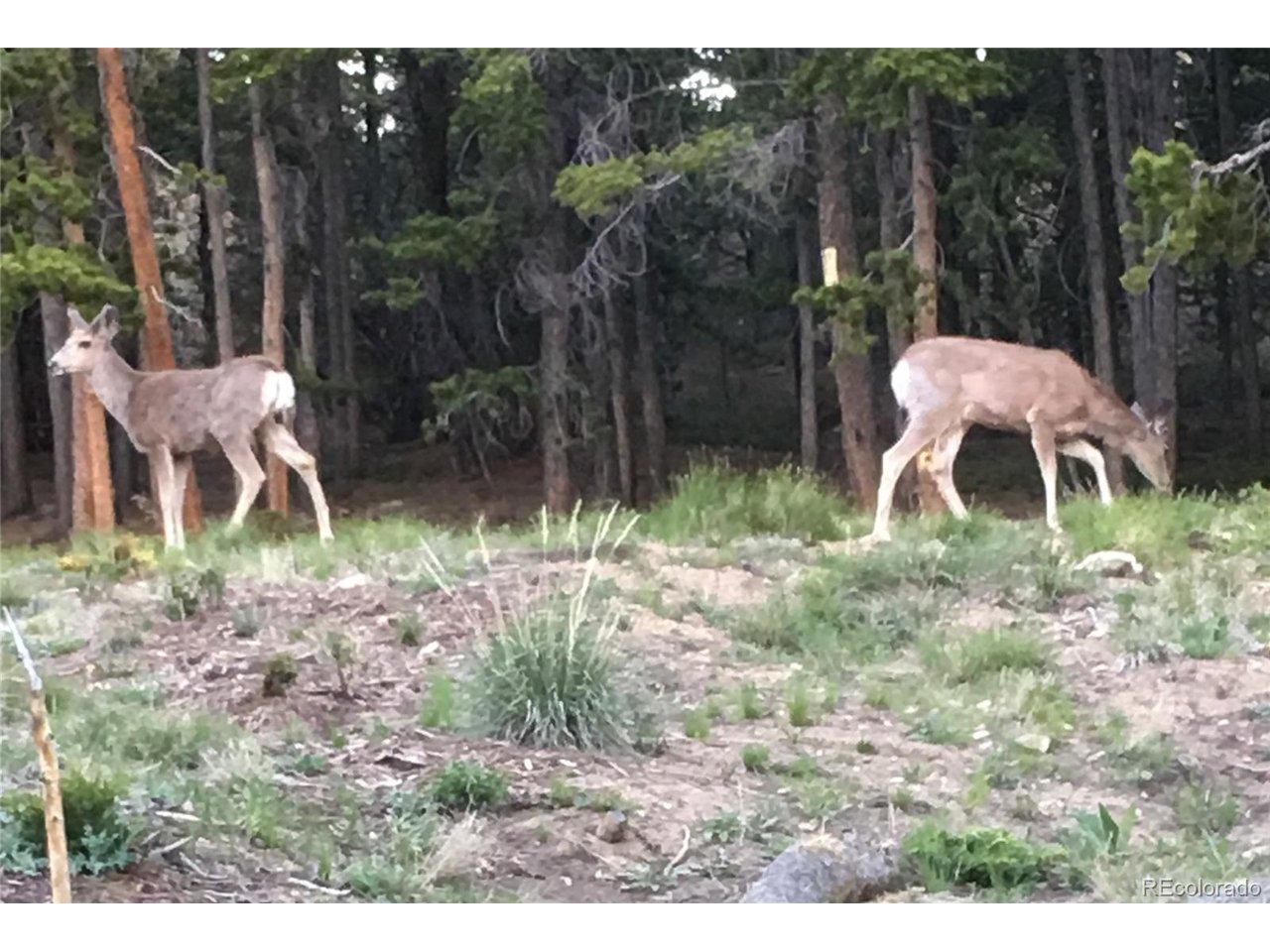 Image 2: Deer found all over the mountain browsing.