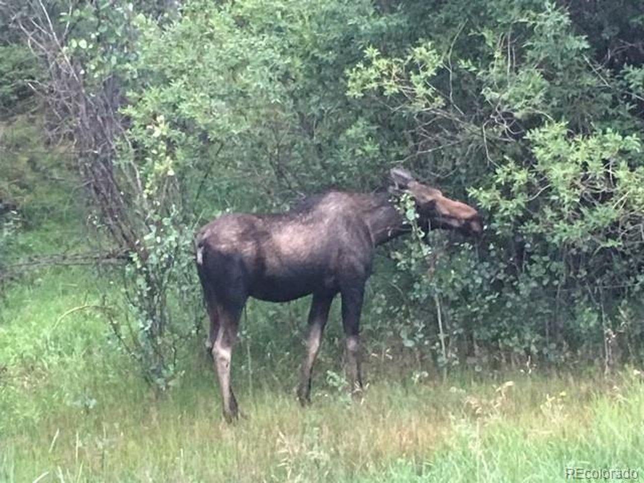 Image 3: Moose twig eating off of Trail Creek Road.  Lots of wild life in the area.