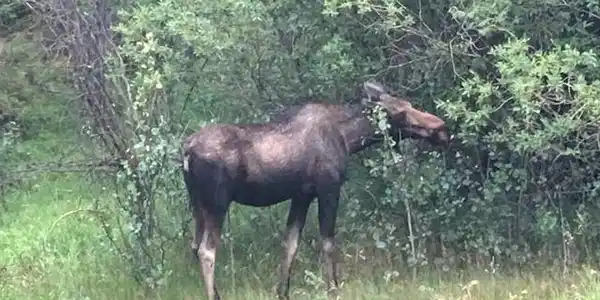 Image 3: Moose twig eating off of Trail Creek Road.  Lots of wild life in the area.