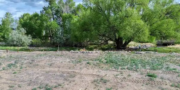 Image 4: Giant cottonwood Image 4: Giant cottonwood