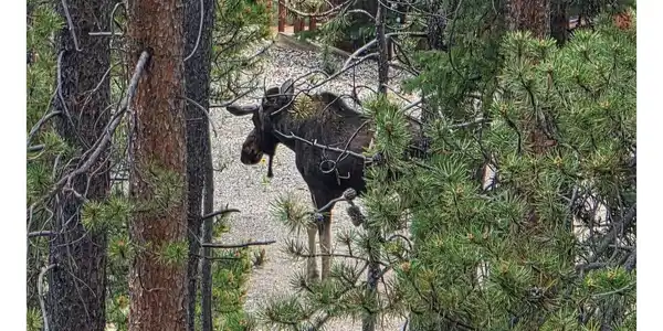 Image 2: Moose that just meandered through the property and started walking onto the road Image 2: Moose that just meandered through the property and started walking onto the road
