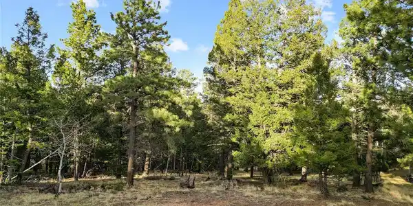 Image 2: Mature trees Image 2: Mature trees