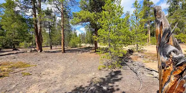 Image 3: Mature trees